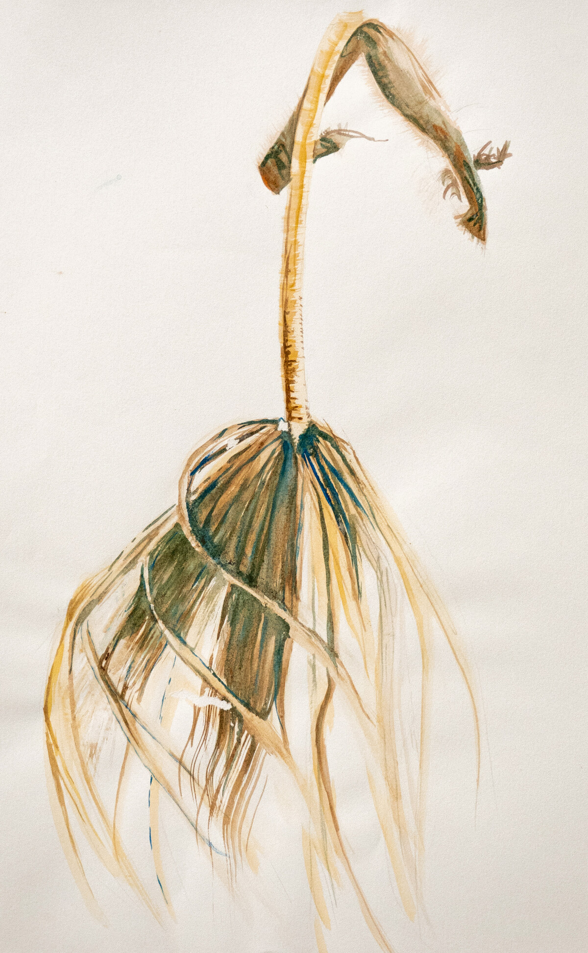 Final Project - Helen Ludwig